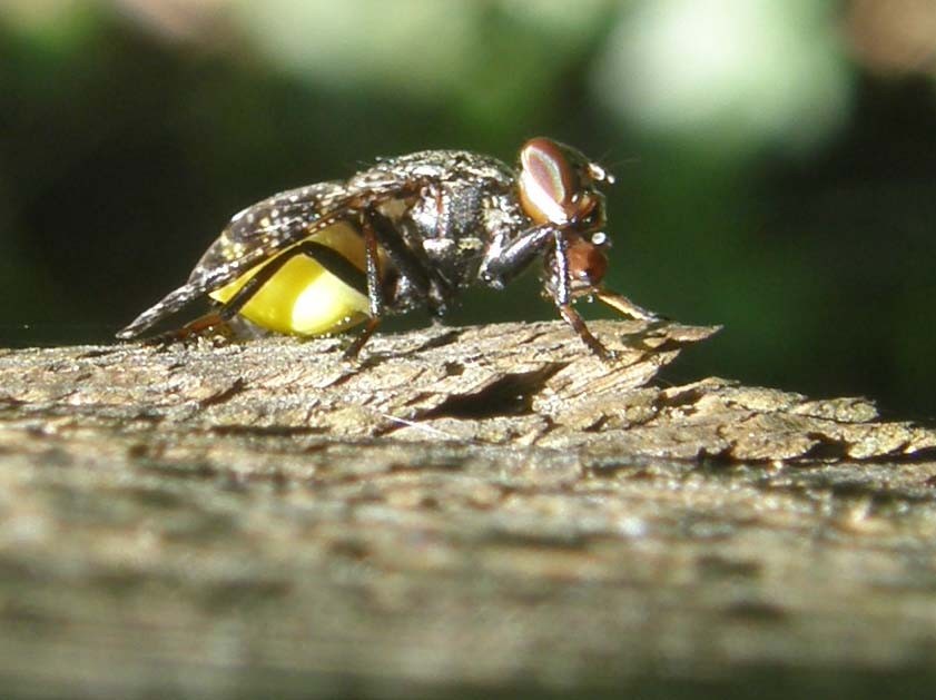 Platystoma sp. (Platystomatidae)